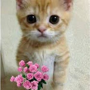 Meet your Posher, Lonely